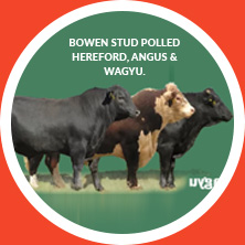 Bowen Stud Polled Hereford, Angus & Wagyu