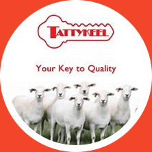 Tattykeel Australian White Sheep